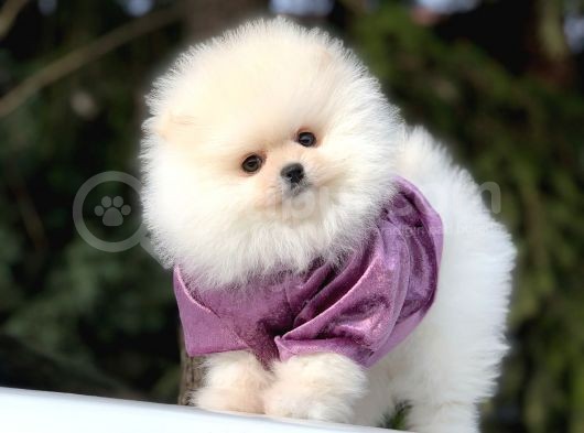 Irkının En İyilerinden Pomeranian Yavrularımız görsel
