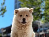 Baby Face Chow Chow Bebeğimiz