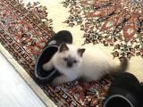 British Shorthair Blue Point Bebekler