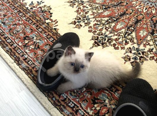 British Shorthair Blue Point Bebekler