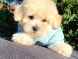 Malti̇poo Yavrular