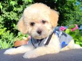 SEVİMLİ MALTİPOO YAVRULAR