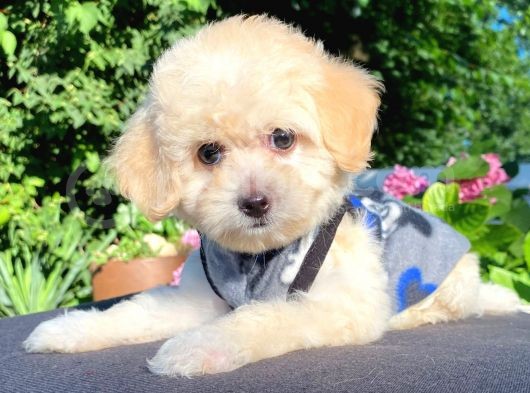 Sevi̇mli̇ Malti̇poo Yavrular