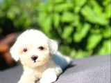 Sevi̇mli̇ Teacup Maltese Terri̇er Yavrular