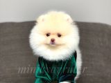 Teddy Face Orijinal Pomeranian Yavrularımız