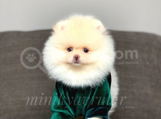 Teddy Face Orijinal Pomeranian Yavrularımız görsel