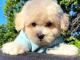 Malti̇poo Yavrular