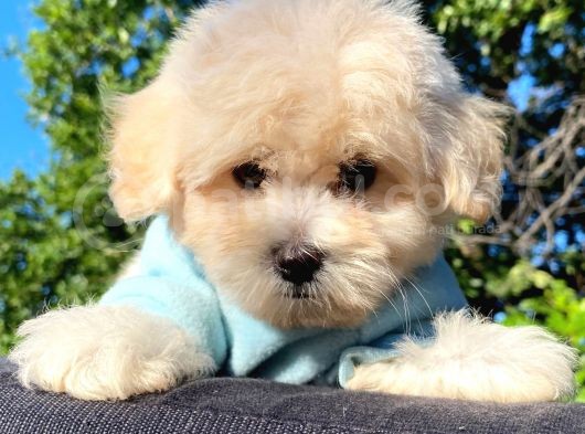 Malti̇poo Yavrular görsel