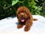 Red Brown Toy Poodle Yavrular