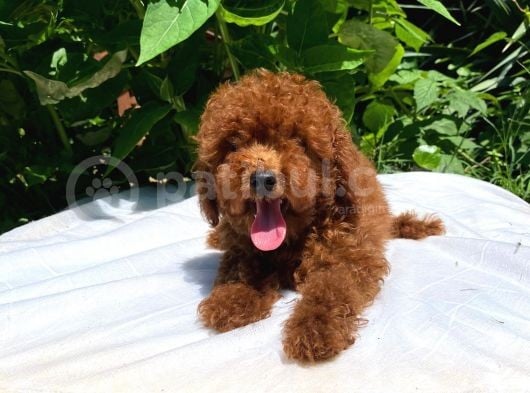 Red Brown Toy Poodle Yavrular görsel