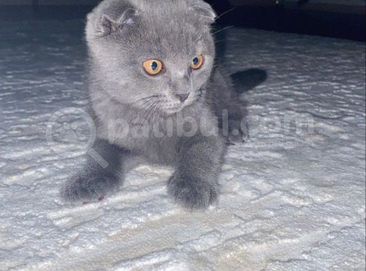 Sağlıklı British Ve Scottish Yavru Kedi görsel