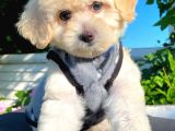 Sevi̇mli̇ Malti̇poo Yavrular