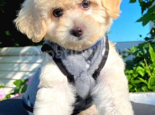 Sevi̇mli̇ Malti̇poo Yavrular görsel