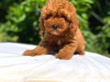 Sevi̇mli̇ Ve Oyuncu Toy Poodle Yavrular