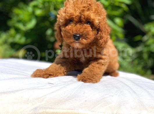 Sevi̇mli̇ Ve Oyuncu Toy Poodle Yavrular görsel