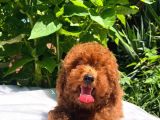 Red Brown Toy Poodle Yavrular