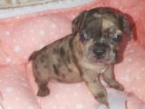 Fawn Merle French Bulldog