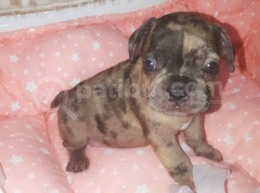Fawn Merle French Bulldog görsel