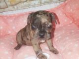 Fawn Merle French Bulldog