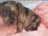 Fawn Merle French Bulldog