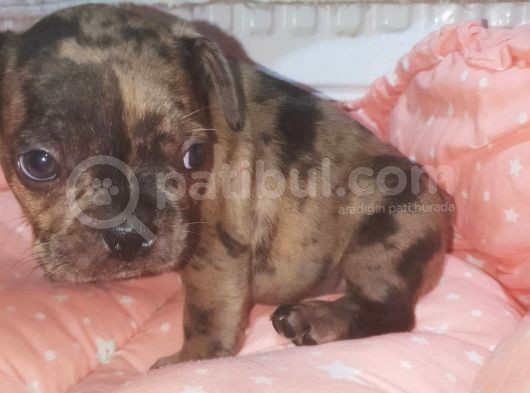 Fawn Merle French Bulldog görsel