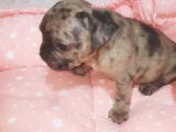 Fawn Merle French Bulldog
