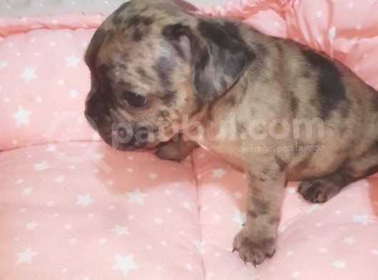 Fawn Merle French Bulldog