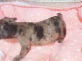 Fawn Merle French Bulldog