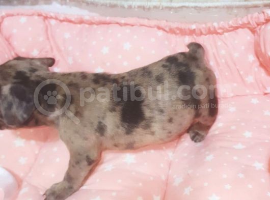 Fawn Merle French Bulldog görsel