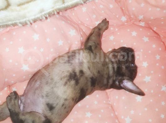 Fawn Merle French Bulldog görsel
