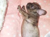 Fawn Merle French Bulldog