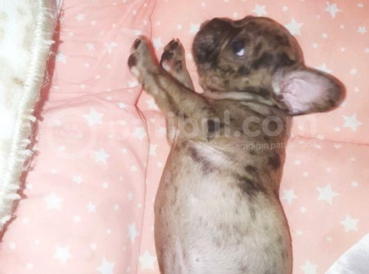 Fawn Merle French Bulldog görsel
