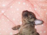 Fawn Merle French Bulldog