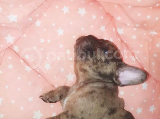 Fawn Merle French Bulldog görsel