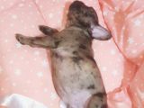 Fawn Merle French Bulldog