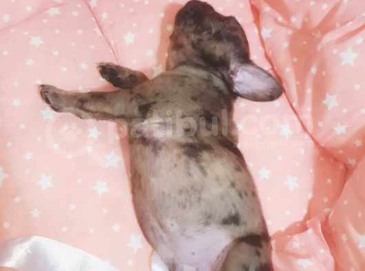 Fawn Merle French Bulldog görsel