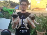 Safkan Pug Mops Erkek Bebekler