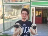Safkan Pug Mops Erkek Bebekler