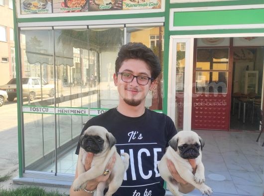 Safkan Pug Mops Erkek Bebekler