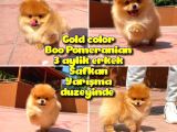 Basık Burun Ayı Surat Yarışma Adayı Safkan Boo Pomeranian