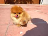 Basık Burun Ayı Surat Yarışma Adayı Safkan Boo Pomeranian