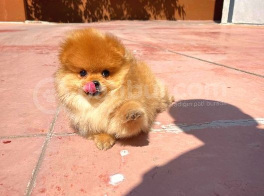 Basık Burun Ayı Surat Yarışma Adayı Safkan Boo Pomeranian görsel