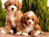 Toy Poodle Yavrular