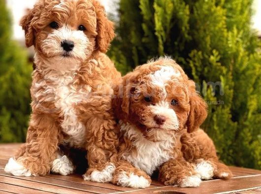 Toy Poodle Yavrular görsel
