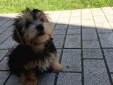 14 Nisan Doğumlu Erkek Yorkshire Terrier Veteriner Kontrollü
