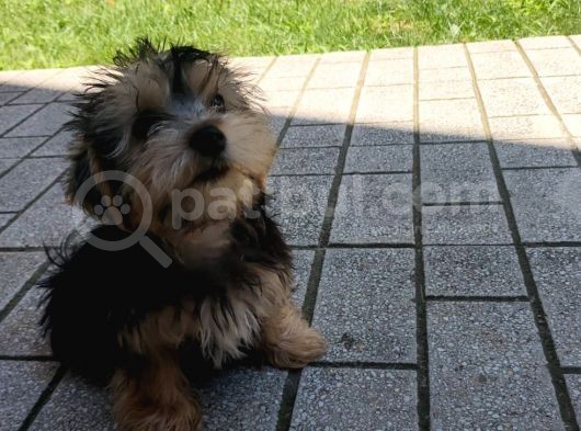 14 Nisan Doğumlu Erkek Yorkshire Terrier Veteriner Kontrollü