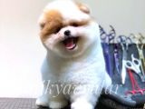 Safkan Irk Garantili Pomeranian Yavrularımız