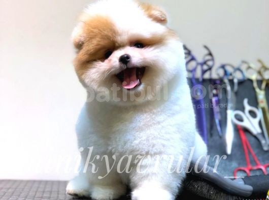 Safkan Irk Garantili Pomeranian Yavrularımız görsel