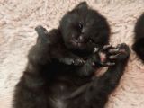 4 Tane Yavru Kedi 50 Günlük