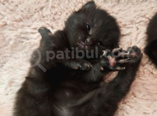 4 Tane Yavru Kedi 50 Günlük görsel